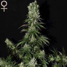 White Strawberry Skunk Feminisiert