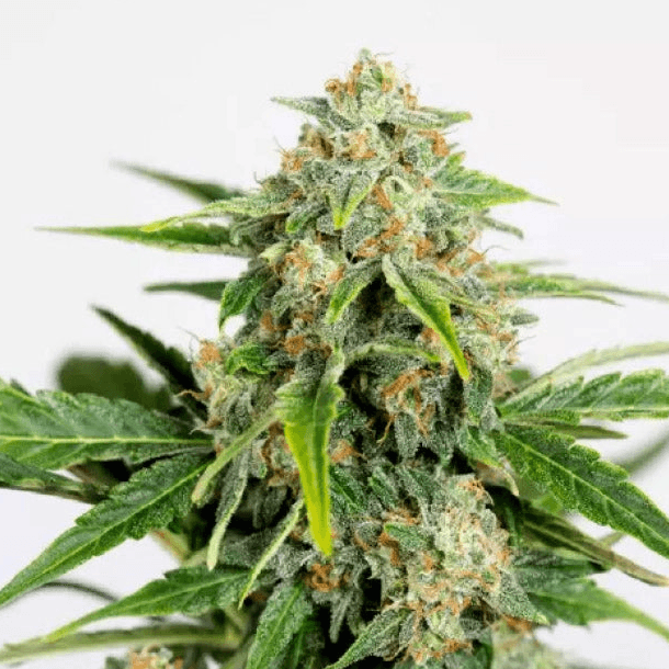 Amnesia Pure CBD Auto Feminisiert