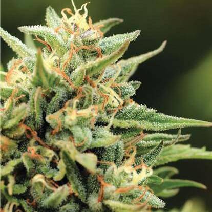 California Sour Diesel Auto Feminisiert