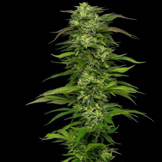 Dream Queen Auto Feminisiert