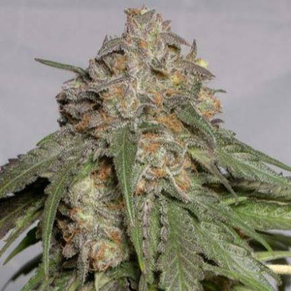 Blueberry Headband Feminisiert