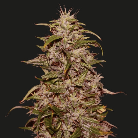 Big Altai Sativa Express Feminisiert