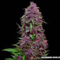 Purple Mazar Auto Feminisiert