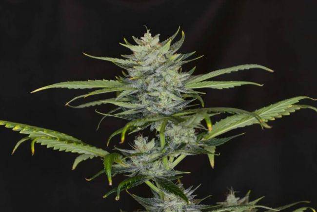 Gorilla King Auto Feminisiert