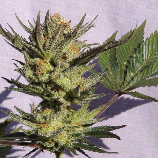 Gypsy Kush (Faraona) Feminisiert