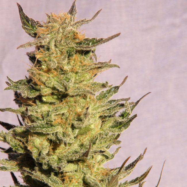 Indica Cream (Kreamy Karamel) Feminisiert