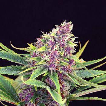 Purple Kush Feminisiert