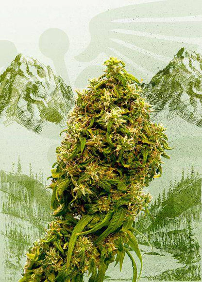 Swiss Dream CBD Feminisiert