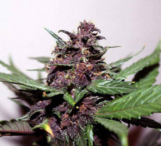 Swiss Dream Rose CBD Auto Feminisiert