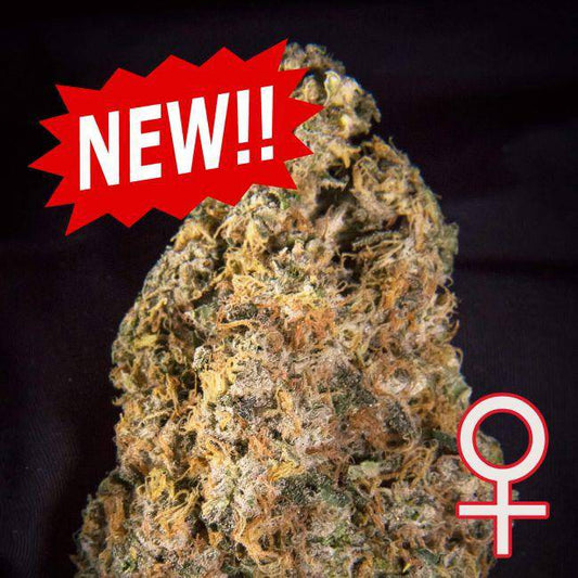 Diamond Queen Kush Auto Feminisiert