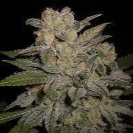 NL #5 x Big Bud #1 Auto Feminisiert