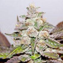 Mendocino Purple Kush Feminisiert