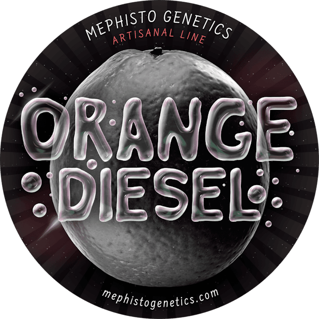 Orange Diesel Auto Feminisiert