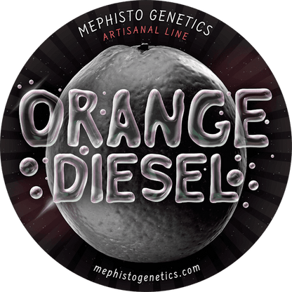 Orange Diesel Auto Feminisiert