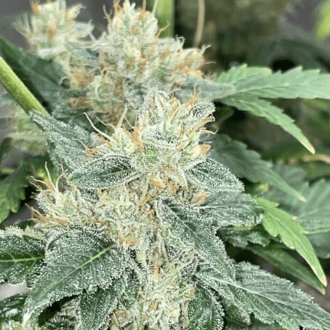 Aunt Ginny's Elixir CBD Auto