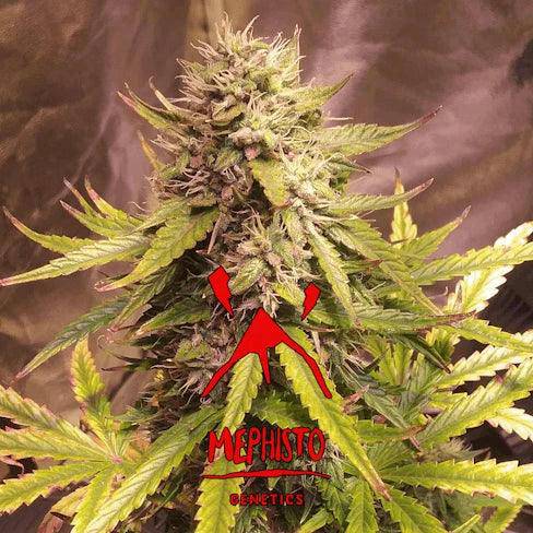 Sour Bubbly Auto Feminisiert