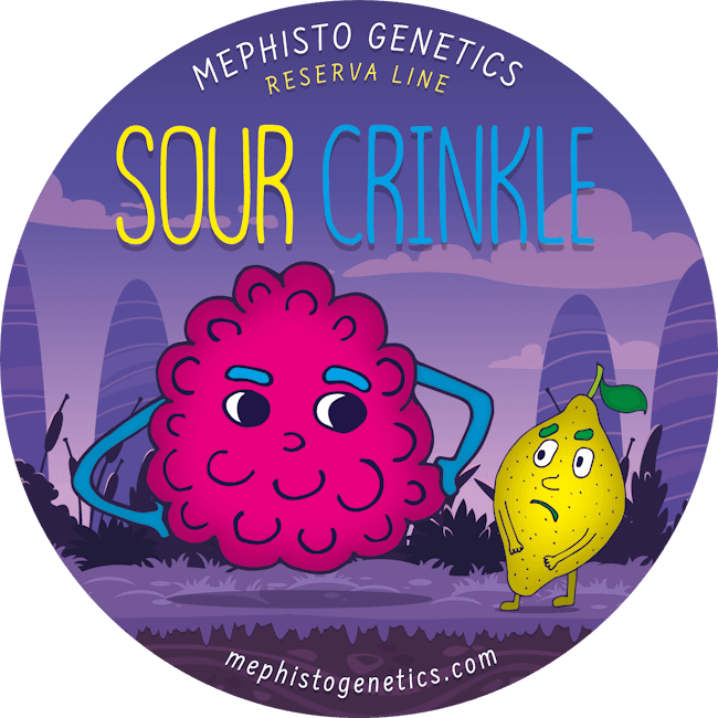 Sour Crinkle Auto Feminisiert