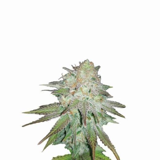 Raspberry Cough Auto Feminisiert