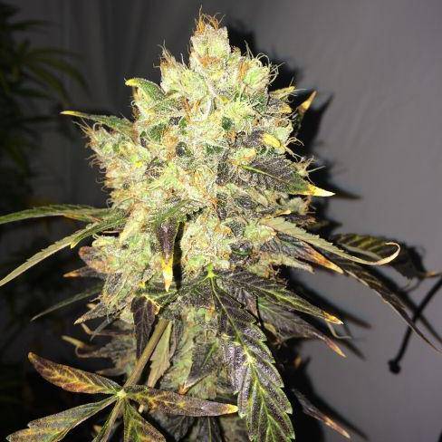 Supreme CBD Durban Feminisiert