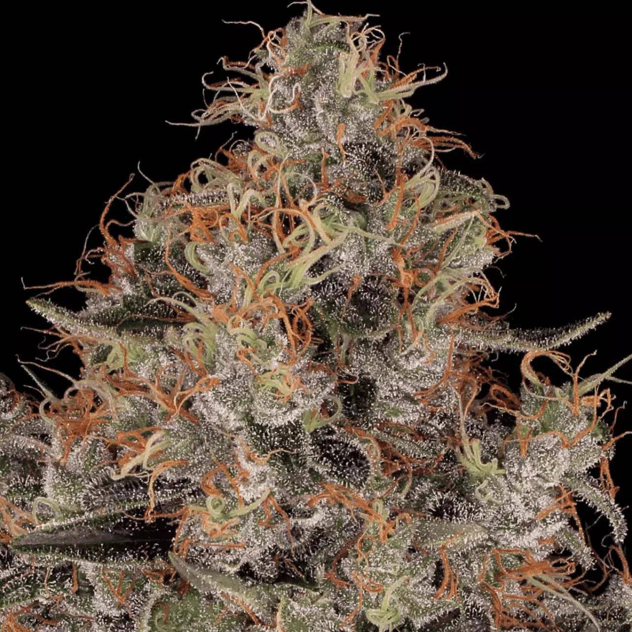 Blue Kush Berry Feminisiert