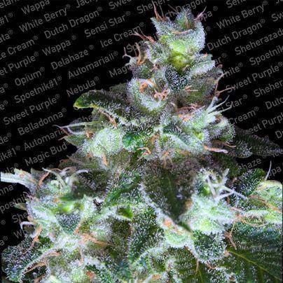 Original White Widow (IBL) Feminisiert