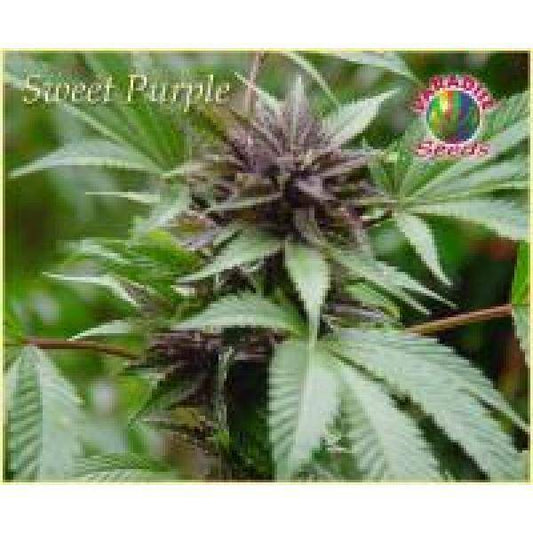 Sweet Purple Feminisiert