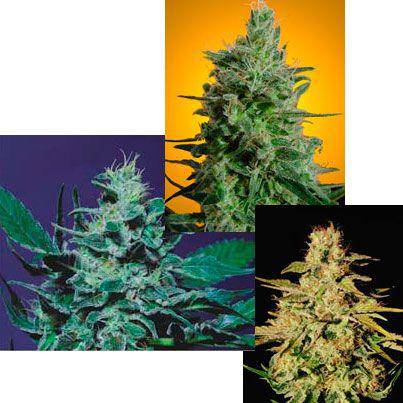 Sativa Champion Pack Feminisiert