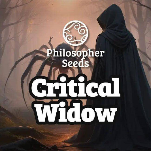 Critical Widow Feminisiert