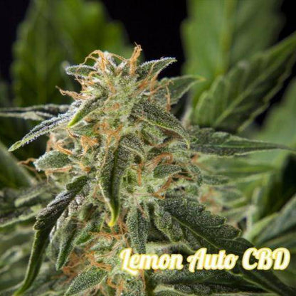 Lemon CBD Auto Feminisiert