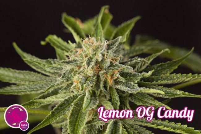 Lemon OG Candy Feminisiert