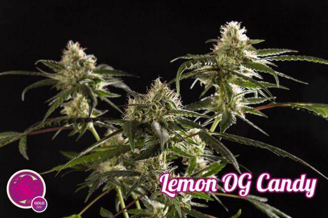 Lemon OG Candy Feminisiert