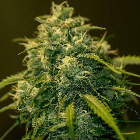 Jack Diesel CBD Feminisiert