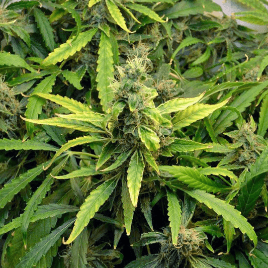 Amnesia Gold Auto Feminisiert