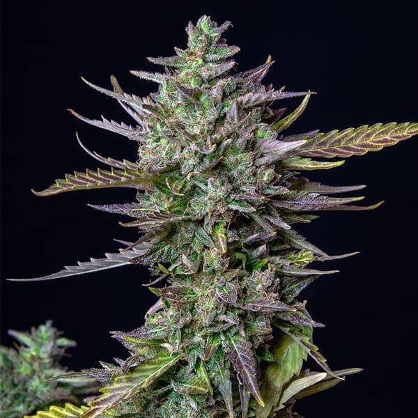 Blue Cheese Auto Feminisiert