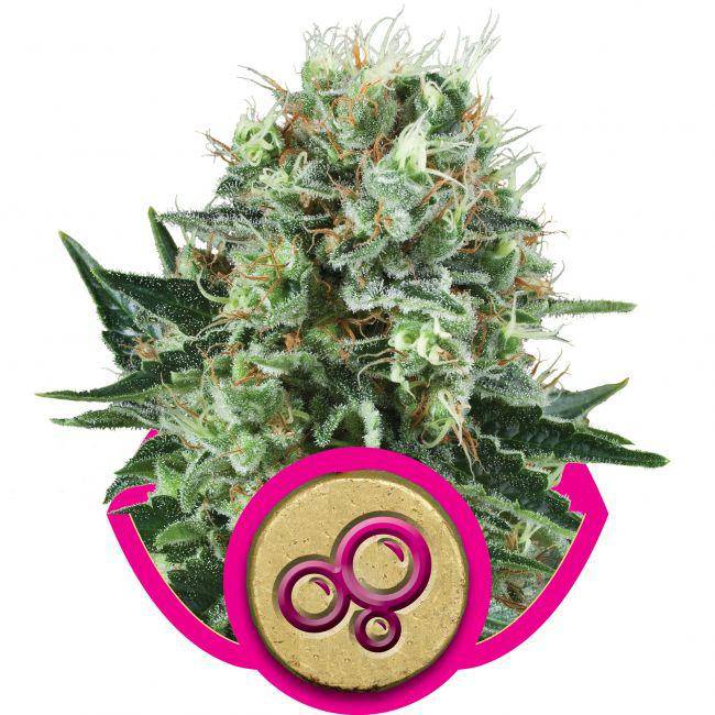 Bubble Kush Feminisiert