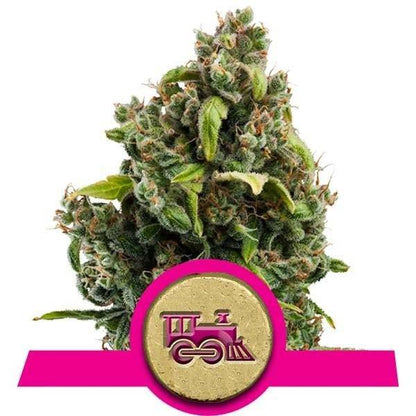 Candy Kush Express FAST Feminisiert