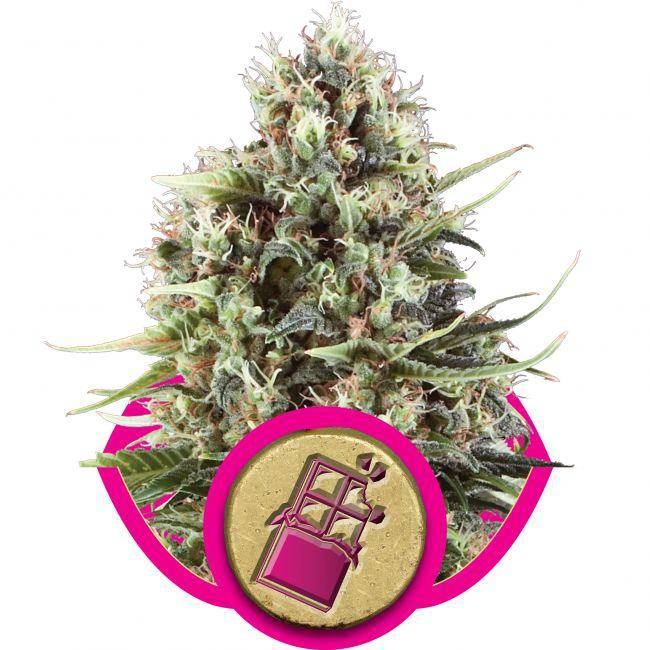 Chocolate Haze Feminisiert