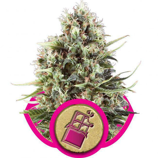 Chocolate Haze Feminisiert