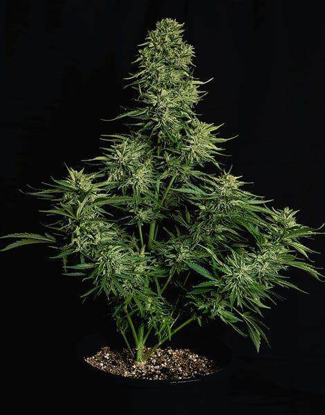 Cosmos F1 CBD Auto Feminisiert