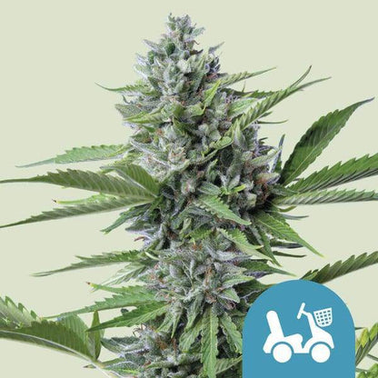 Fast Eddy CBD Auto Feminisiert