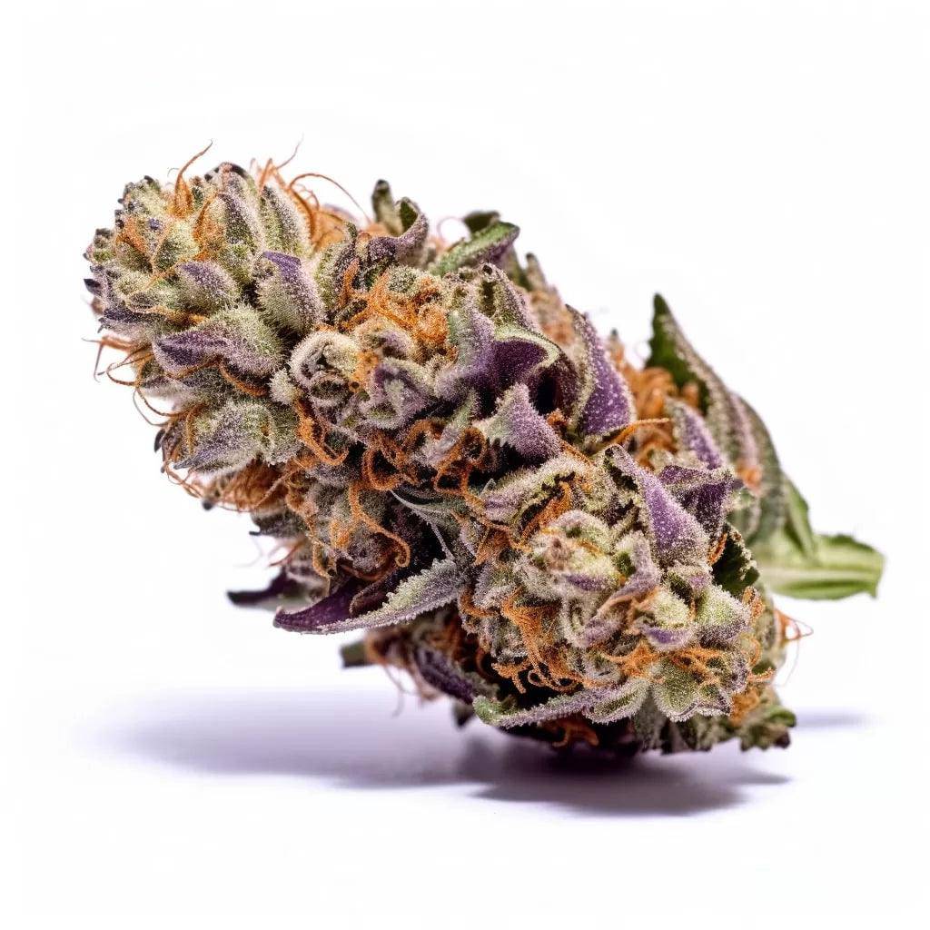 Granddaddy Purple Feminisiert