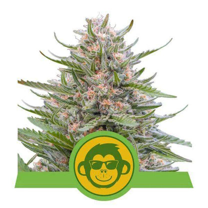 Grape Ape Auto Feminisiert