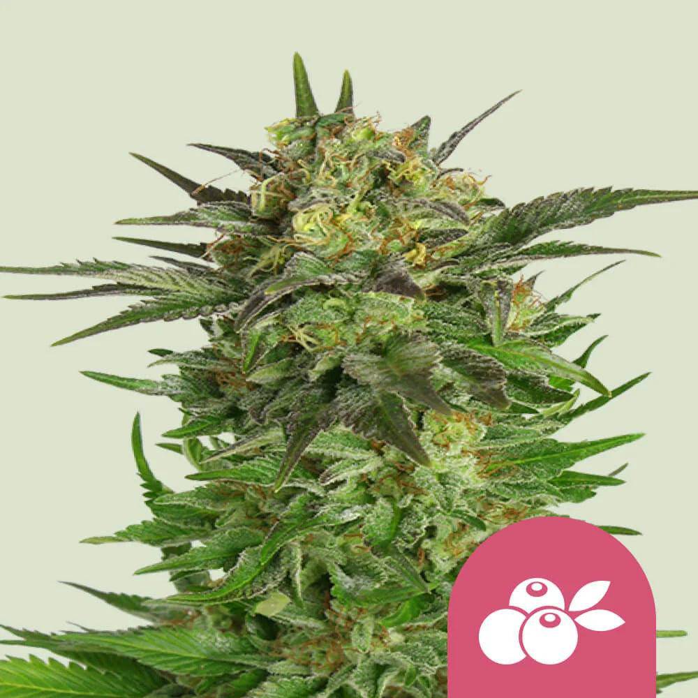 Haze Berry Feminisiert