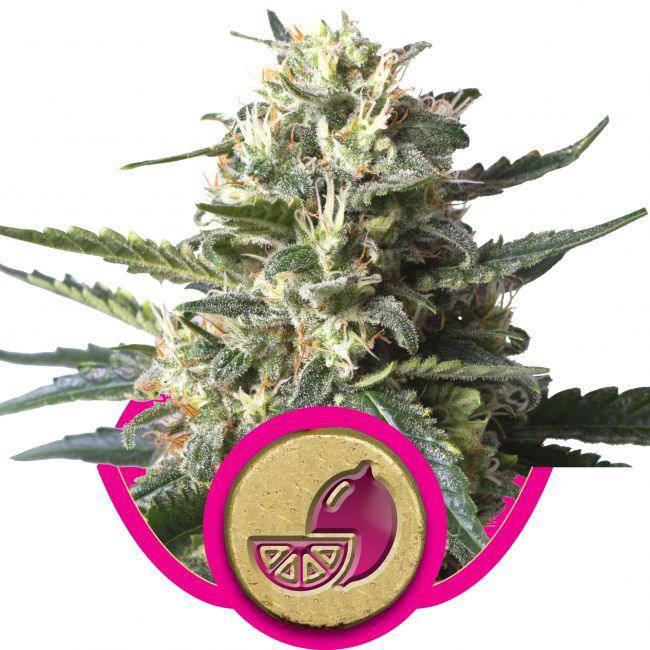 Lemon Shining Silver Haze Feminisiert