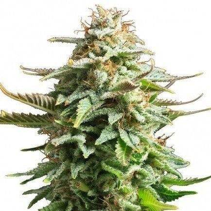 Pineapple Kush Feminisiert