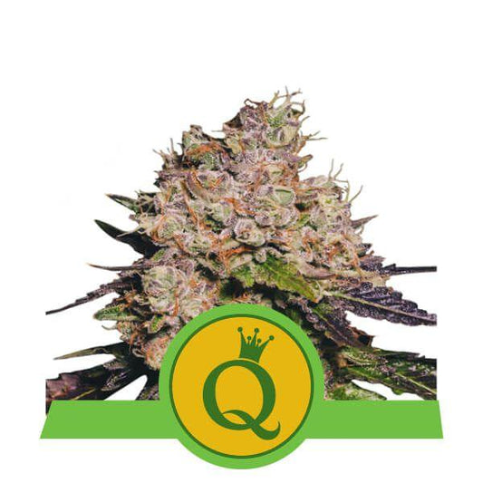 Purple Queen Auto Feminisiert