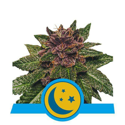 Purplematic CBD Auto Feminisiert