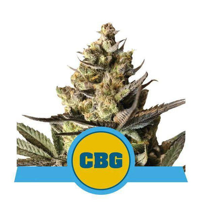 Royal CBG Auto Feminisiert