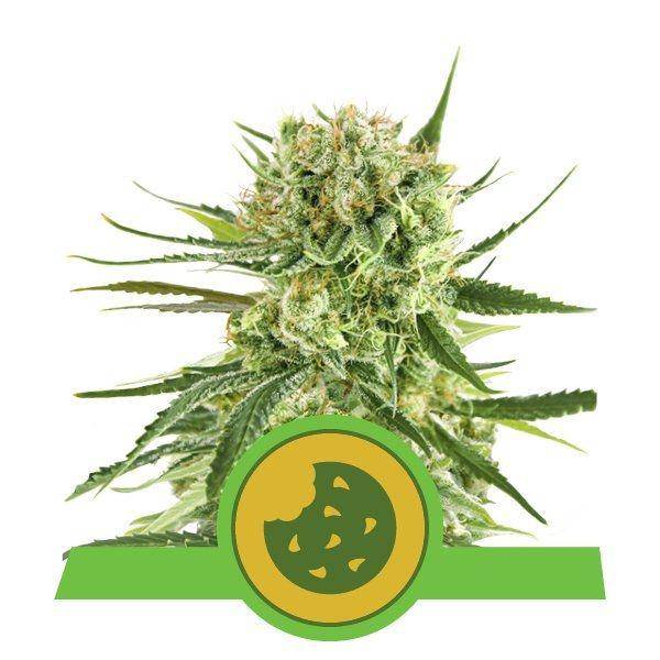 Royal Cookies Auto Feminisiert