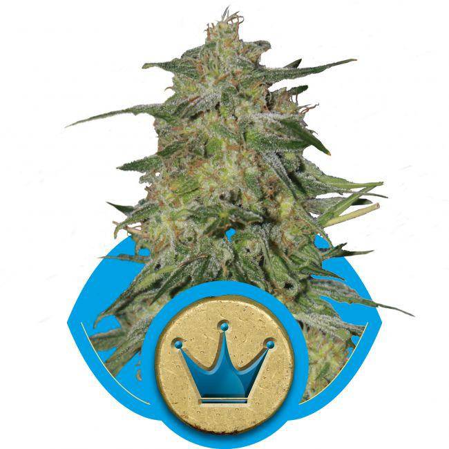 Royal Highness CBD Feminisiert